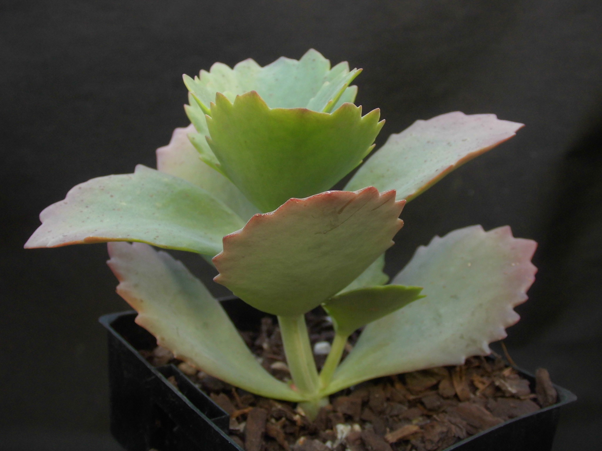 Kalanchoe crenata